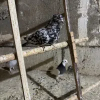 دوتا کفتر غریبگیری