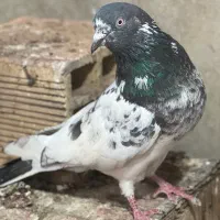 تیدی گرفتنی|پرنده|بندر ماهشهر, |دیوار