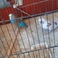 مرغ عشق|پرنده|گراش, |دیوار