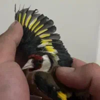 سهره نر