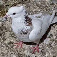 سه عدد طوقی|پرنده|اردبیل, |دیوار