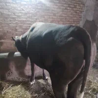 گوساله ماده مور