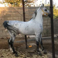 سواری کردن اسب|اسب و تجهیزات اسب‌سواری|شیراز, انجیره|دیوار