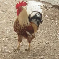 (اکازیون) ۱۲ عدد مرغ و خروس گلین به صورت یکجایی