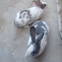 فروش یه جفت خرگوش خارجی