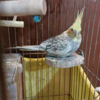 عروس هلندی ماده