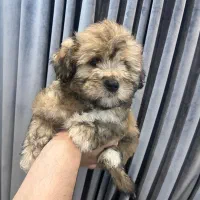 سگ..توله شیتزو پامر