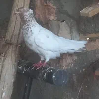 ۳تاکبوتر۲تاجوجه ۱ضربه