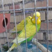 مرغ عشق اسپانکل