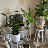 گل آپارتمانی همراه گلدون و پایه