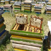 عسل قاب کوچیک سبلان|خوردنی و آشامیدنی|هیر, |دیوار