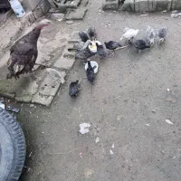 بوقلمون با مامانش ۱۰ تا
