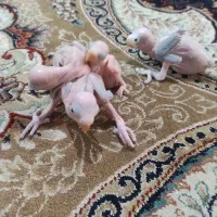 ردچیک وجوجه ملنگو سبز معاوضه باپرنده