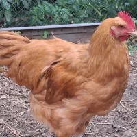 مرغ تخم گذار