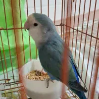 کوتوله|پرنده|قم, اسمعیل آباد|دیوار