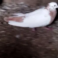 اهواز سویسه