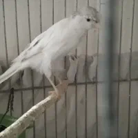 قناری ماده آماده|پرنده|تهران, راه آهن|دیوار