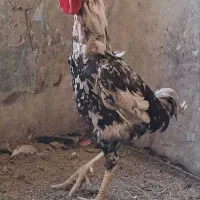 مرغ و خروس