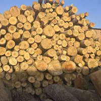 خرید انواع چوب درختان باغی و جنگلی|خدمات باغبانی و درختکاری|صفادشت, |دیوار