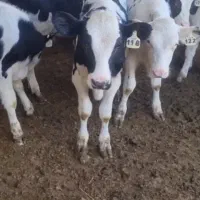 ۹راس گوساله نرهلشتاین سوپر