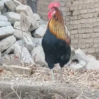 خروس اصیل|حیوانات مزرعه|سامن, |دیوار