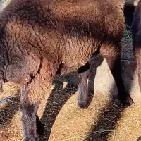 گوسفند بره ماده گوشتی