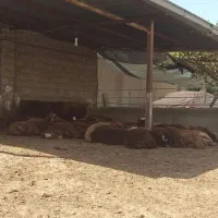 باغ ،دامداری،زمین کشاورزی|فروش دفتر صنعتی، کشاورزی، تجاری|رضویه, |دیوار