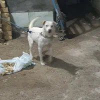 پاپی|سگ|تربت جام, المهدی|دیوار