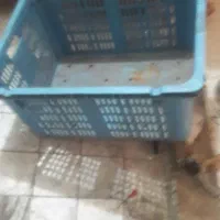 سبد پلاستیکی