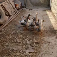 سلام غوغاز برای فروش