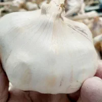 سیر تند و درشت همدان