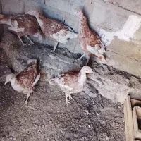 چهار عدد ماده بوقلمون