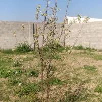 باغچه ۵۰۰ متری برقدار فروش فوری