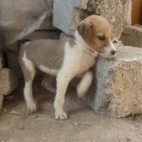 توله برای گله و نگهبانی|سگ|رودخانه, |دیوار