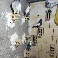 کبوتر