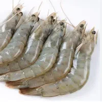 فروش میگوی منجمد