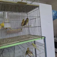 فروش قناری کشیده بلند درجه ۱/ردفاکتور/رسمی/|پرنده|خمینی‌شهر, |دیوار