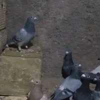 پلاکی دس اولی|پرنده|شیراز, گویم|دیوار