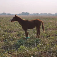 اسب|اسب و تجهیزات اسب‌سواری|حمیدیه, |دیوار