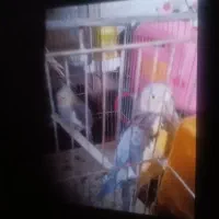 فروش عروس هلندی|پرنده|کاشان, یزد‌آباد|دیوار