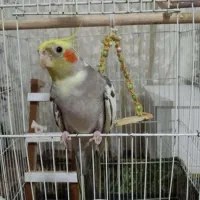 طوطی عروس نر بالغ سخنگو با جوجه سخنگو