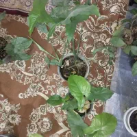 گل گوش گرگی یاسنگنیوم|گل و گیاه طبیعی|مشهد, توس (بلوار توس)|دیوار