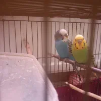 یک جفت مرغ عشق سالم وجوان وبالغ۴۵۰ تومان