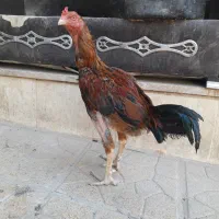 مرغ وخروس لاری