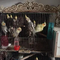 عروس هلندی مولد