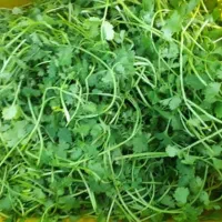 سبزی تازه|حراج|باقرشهر, |دیوار