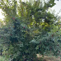 باغ چهار دیواری در محدوده شهری مهستان تهاتر|فروش زمین و ملک کلنگی|هشتگرد, کوشک زر|دیوار
