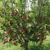 اکیب سیب چین دارم کار دارید تماس بگیرید با تشکر|خدمات باغبانی و درختکاری|مراغه, |دیوار