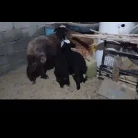 گوسفند فروشی|حیوانات مزرعه|گناباد, |دیوار