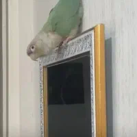 طوطی گرینچیک